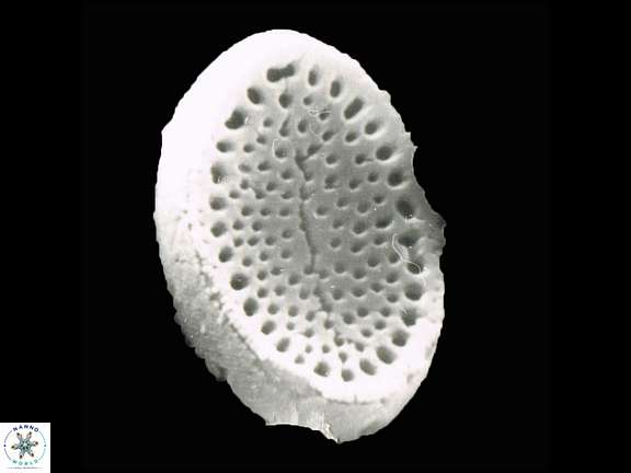 P desuetoidea