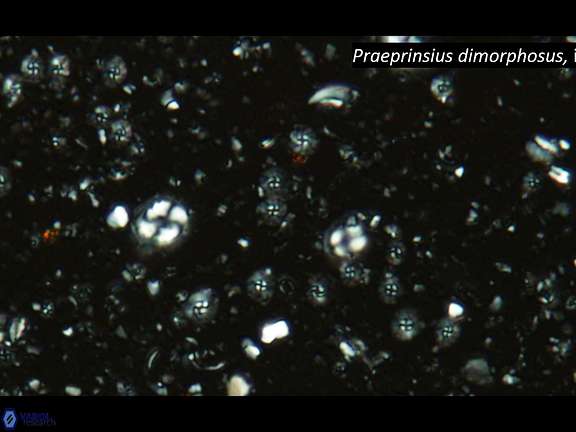 P dimorphosus influx