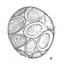 Pontosphaera discopora VR 07939