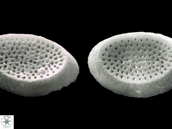 P discopora