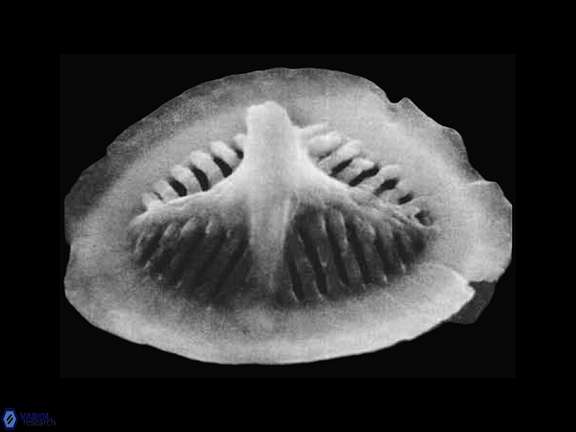 P escaigii SEM Wise Wind a