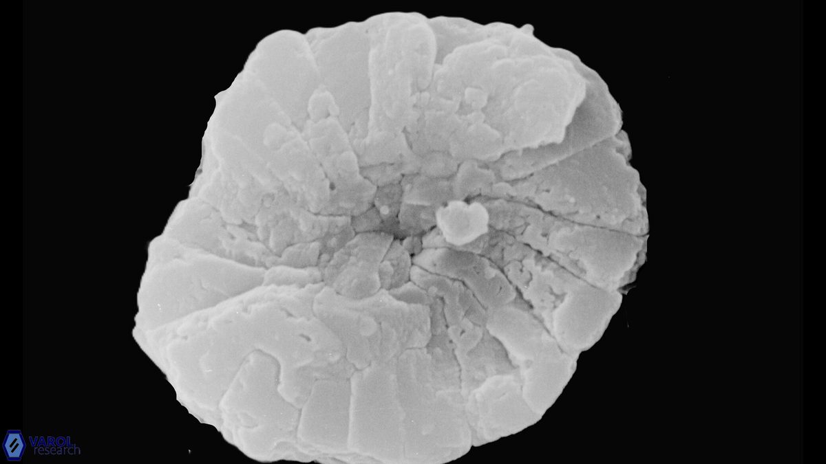 P harrisonii distal holotype