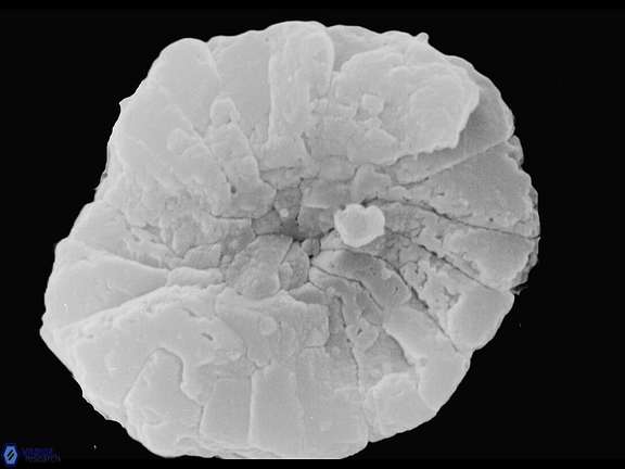 P harrisonii distal holotype 1