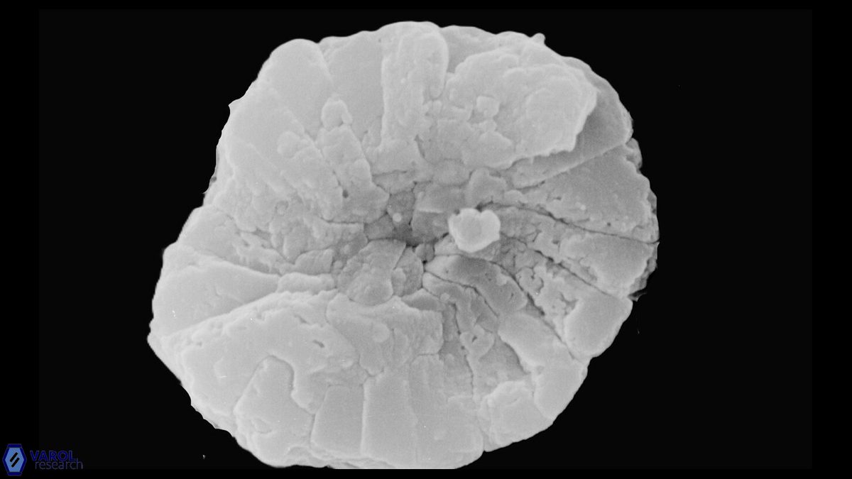 P harrisonii distal holotype 1