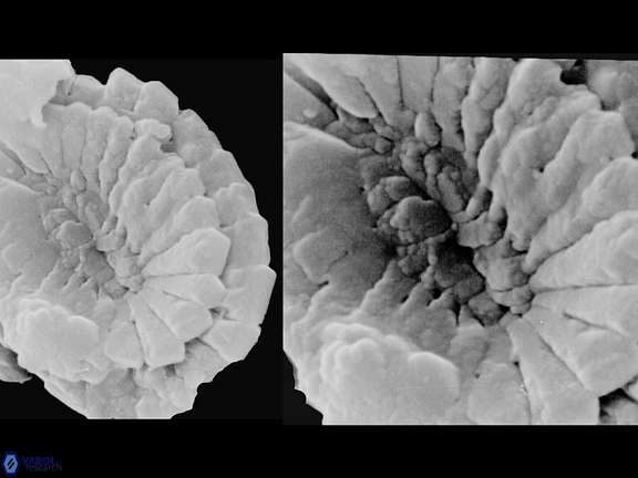 P harrisonii proximal