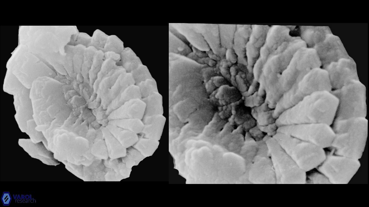 P harrisonii proximal