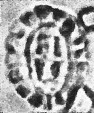 Prediscosphaera arkhangelskyi 18124