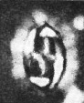 Prediscosphaera arkhangelskyi 18124
