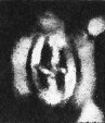 Prediscosphaera arkhangelskyi 18124