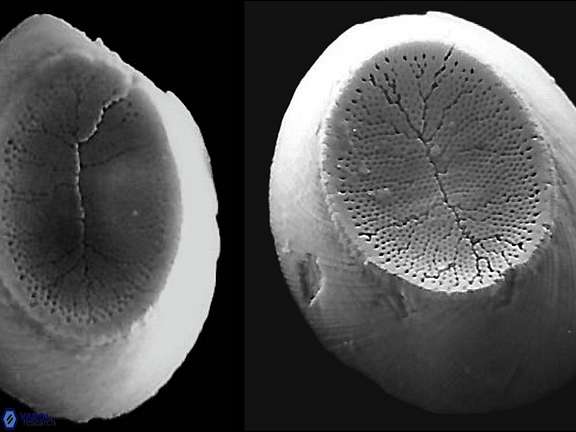 P praesyracusana web