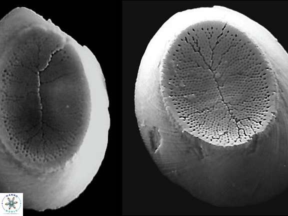 P praesyracusana web