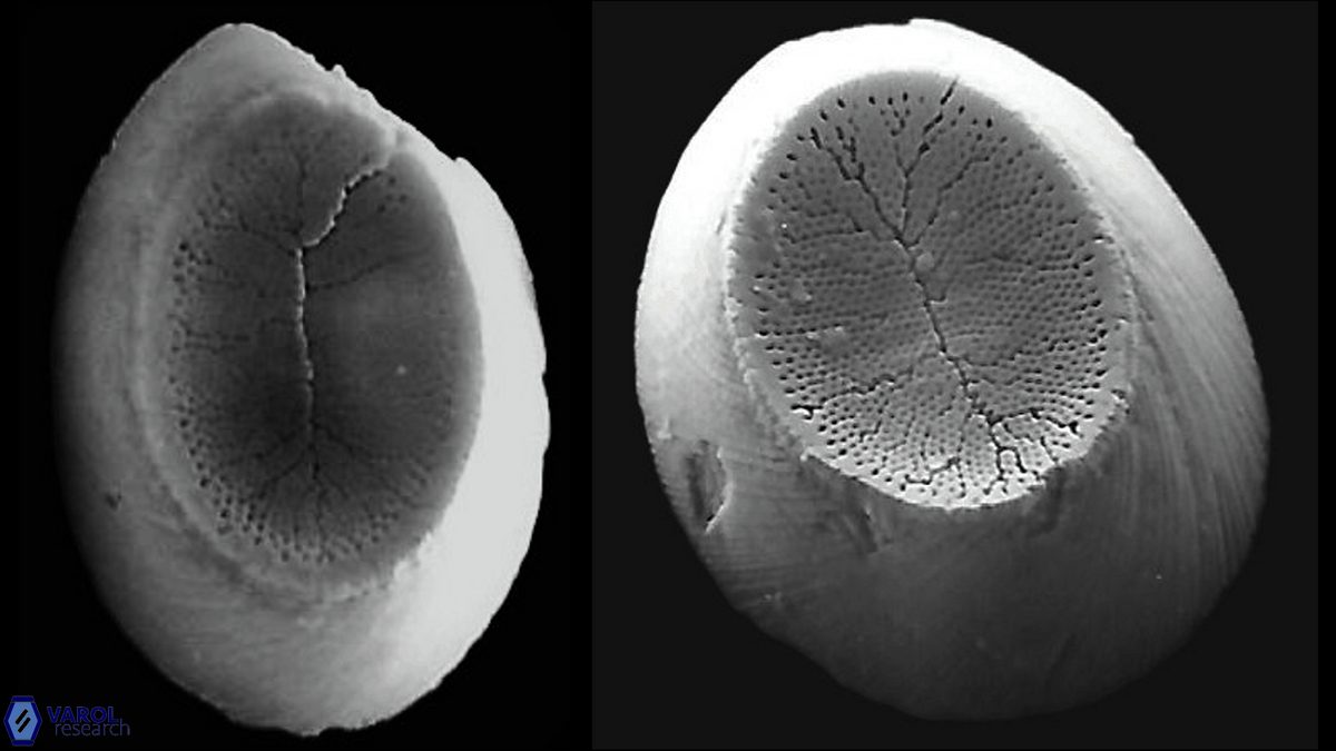 P praesyracusana web