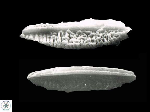 P rugosus 1