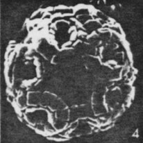Praeprinsius tenuiculus 21993