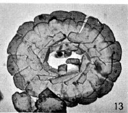 Prediscosphaera stoveri 15832