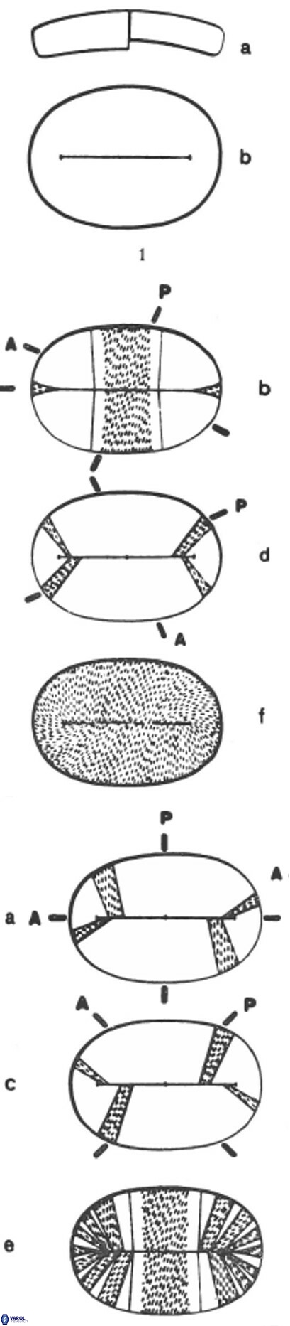 P scutellum holotype