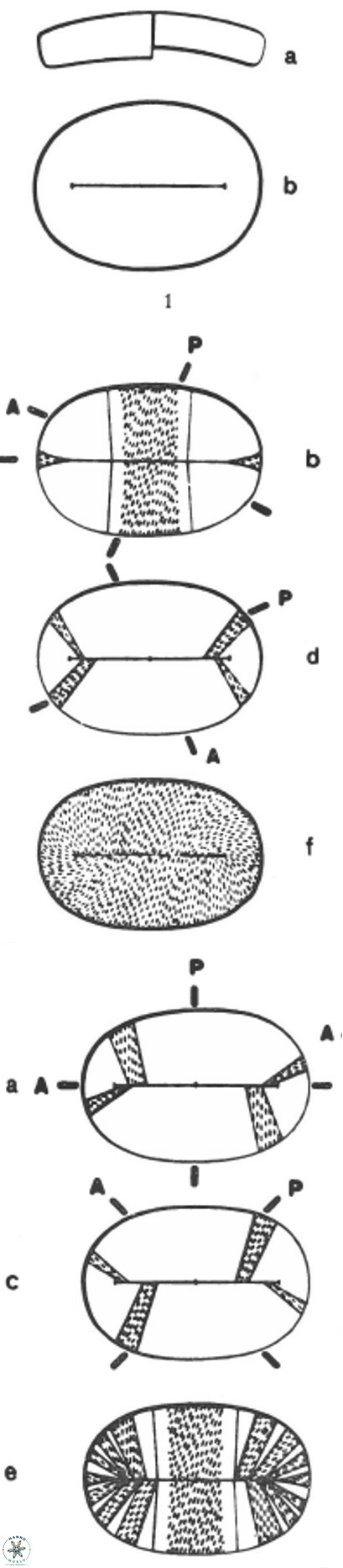P scutellum 4