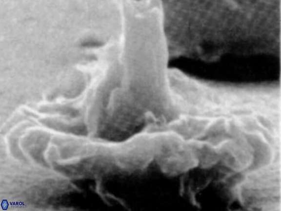 Pickelhaube umbellatum 11649