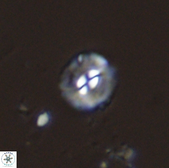 Palaeopontosphaera panis 42657
