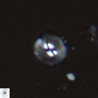 Palaeopontosphaera panis 42661