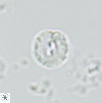 Palaeopontosphaera panis 42663