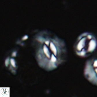 Palaeopontosphaera panis 21728