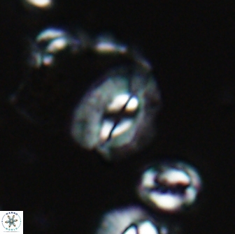 Palaeopontosphaera panis 21732