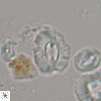 Palaeopontosphaera panis 21734