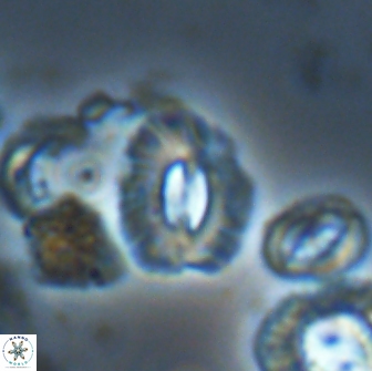 Palaeopontosphaera panis 21735