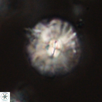 Palaeopontosphaera harrisonii 56475