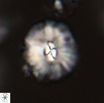 Palaeopontosphaera harrisonii 56498