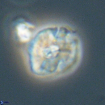 Palaeopontosphaera harrisonii 68041