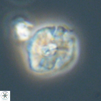 Palaeopontosphaera harrisonii 68041