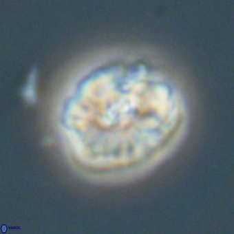 Palaeopontosphaera harrisonii 68042