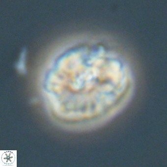 Palaeopontosphaera harrisonii 68042