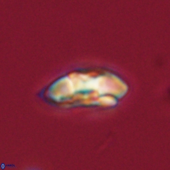 Palaeopontosphaera harrisonii 68025