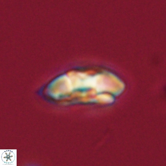 Palaeopontosphaera harrisonii 68025