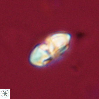 Palaeopontosphaera harrisonii 68028
