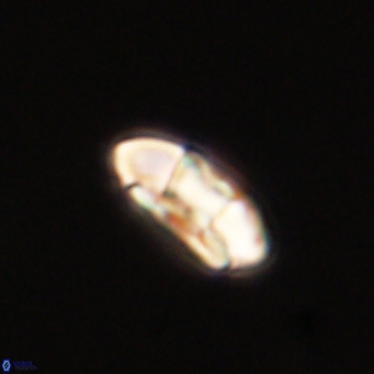 Palaeopontosphaera harrisonii 68031