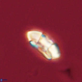 Palaeopontosphaera harrisonii 68032