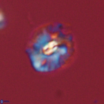 Palaeopontosphaera harrisonii 68037