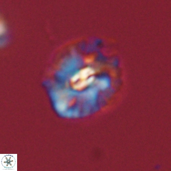 Palaeopontosphaera harrisonii 68037