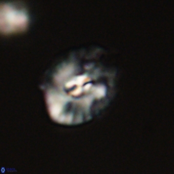 Palaeopontosphaera harrisonii 68038