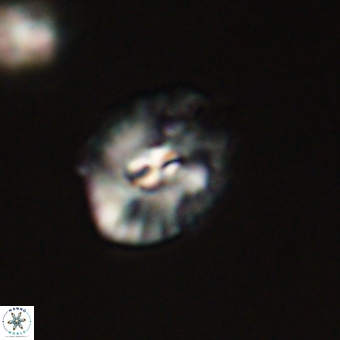 Palaeopontosphaera harrisonii 68038