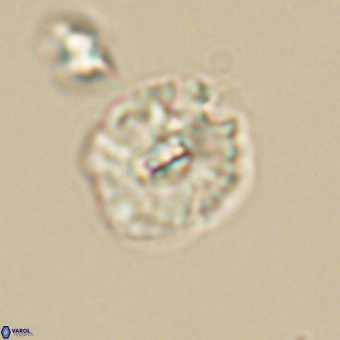 Palaeopontosphaera harrisonii 68039