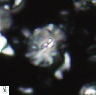 Palaeopontosphaera harrisonii 21693