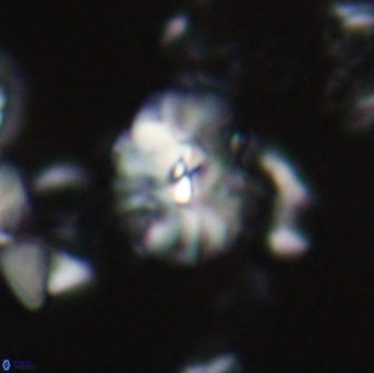 Palaeopontosphaera harrisonii 21695