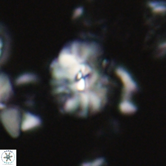Palaeopontosphaera harrisonii 21695