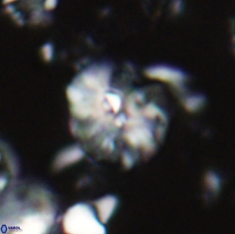Palaeopontosphaera harrisonii 21697