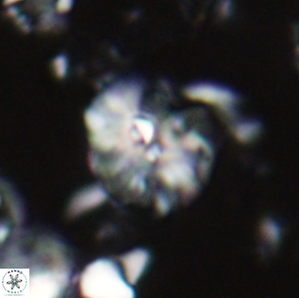 Palaeopontosphaera harrisonii 21697